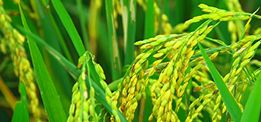 創(chuàng)新大米口感好，營養(yǎng)豐富！ 